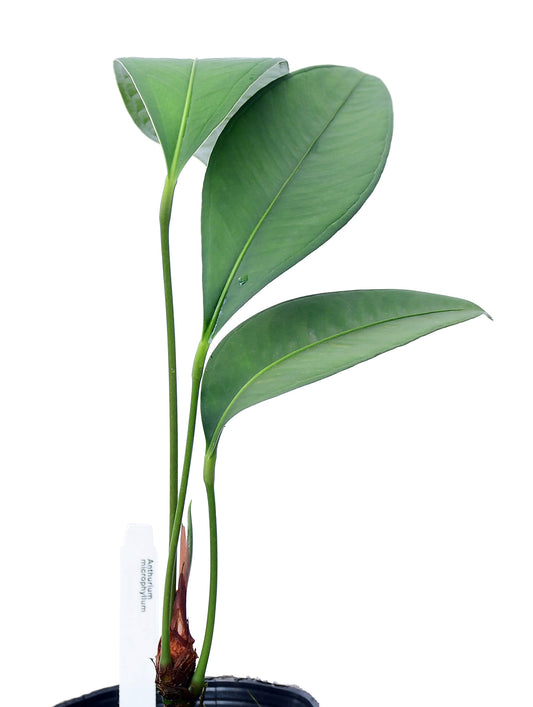 Anthurium microphyllum