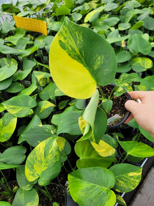 Philodendron Monstera Deliciosa Aurea