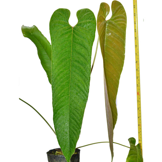 Anthurium offolterianum (bouture)