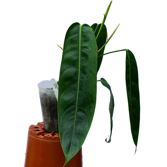 Philodendron patriciae (medium)