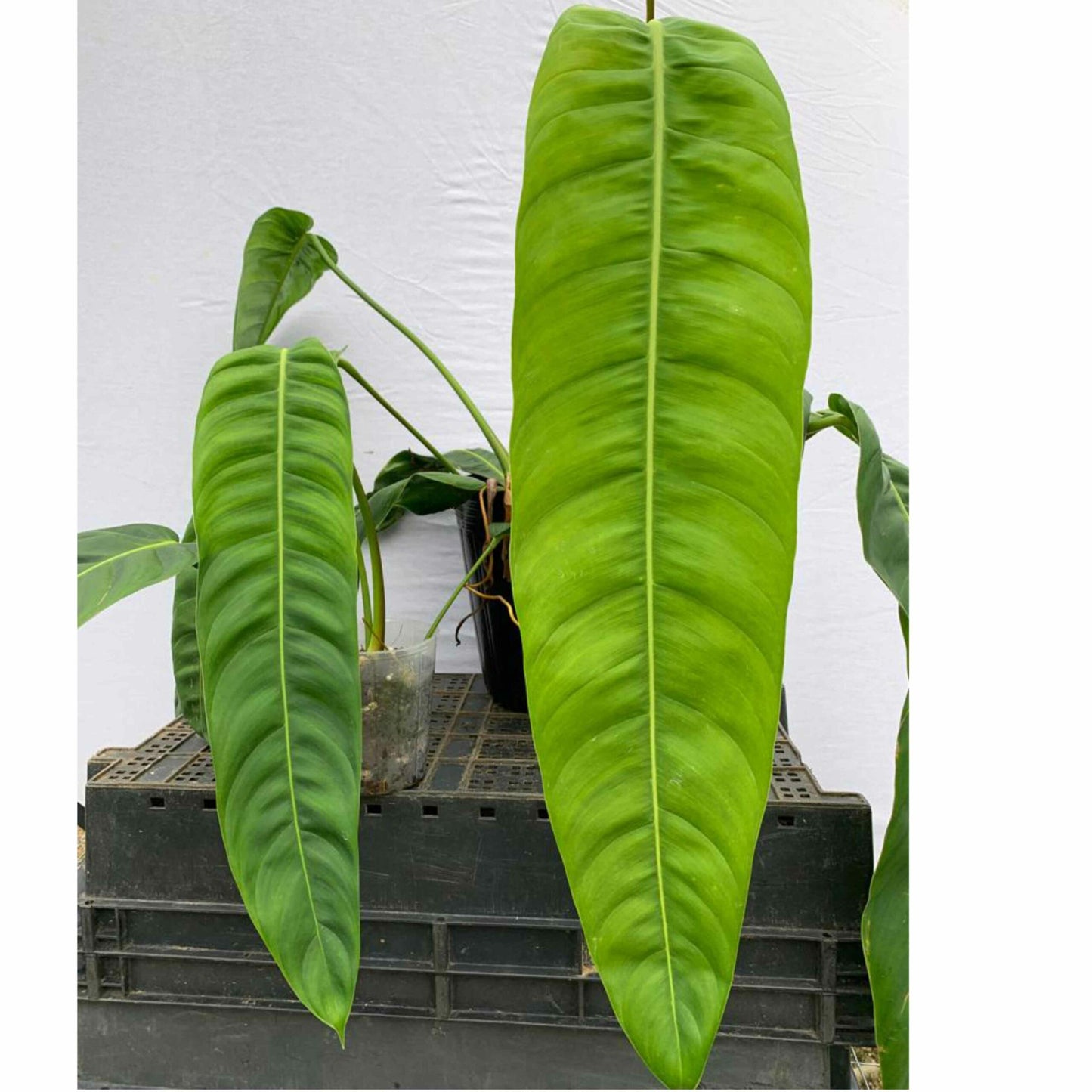 Philodendron patriciae (medium)