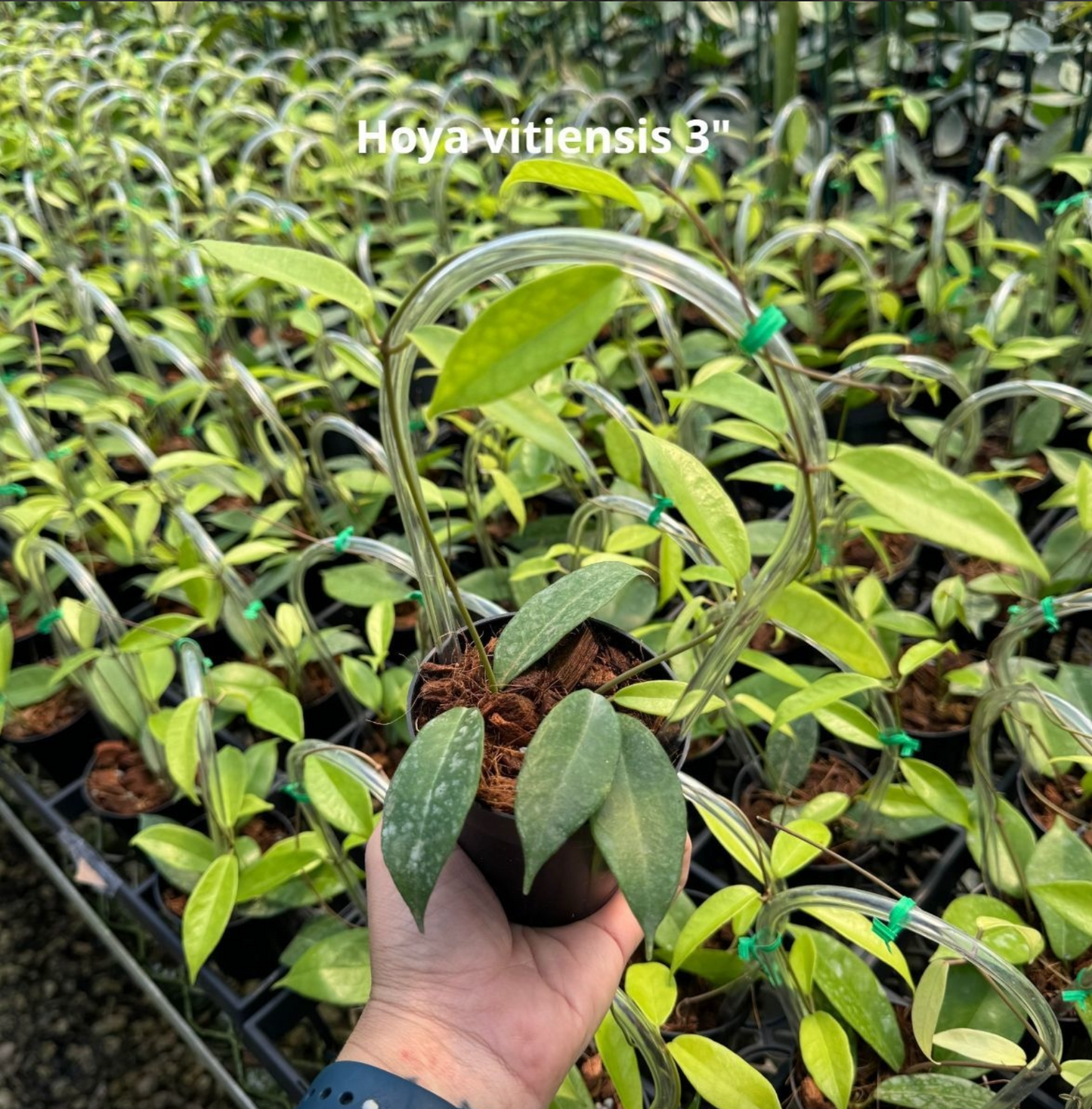 Hoya vitiensis (Trellis)